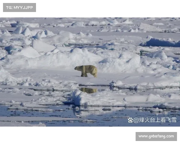 北极熊闯入罗弗敦群岛球场比赛中断半小时引发热议
